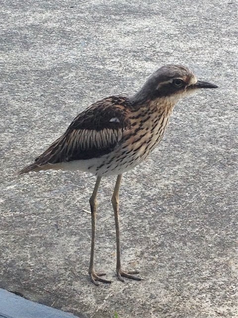 An unexpected visitor to Natura - A bush stone-curlew! - Natura Pacific